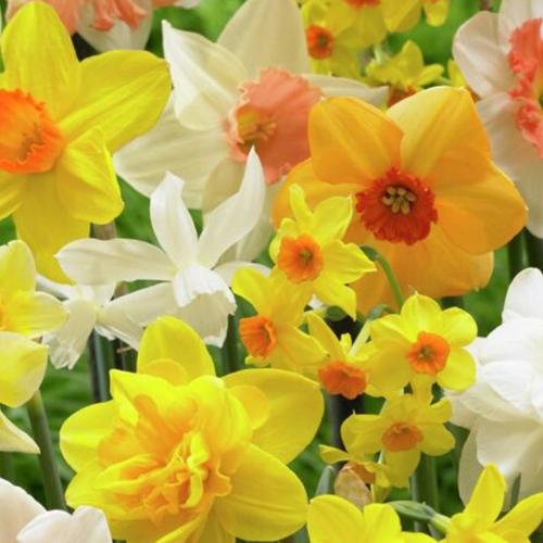 Narcissus Blend All Spring Mix