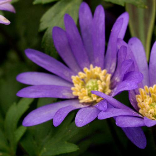 Anemone Blue Shades blanda