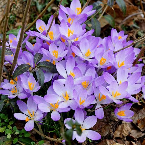 Crocus barrs purple