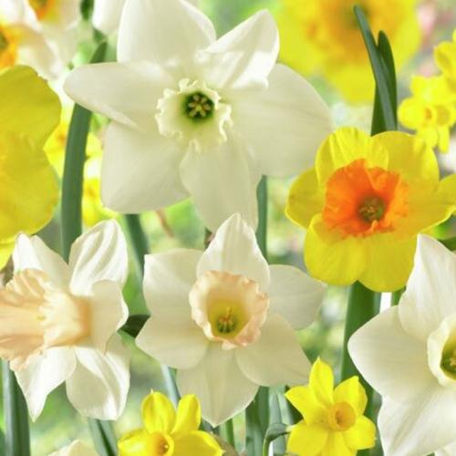 Narcissus Blend Fragrant Meadow