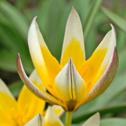 Tulip tarda
