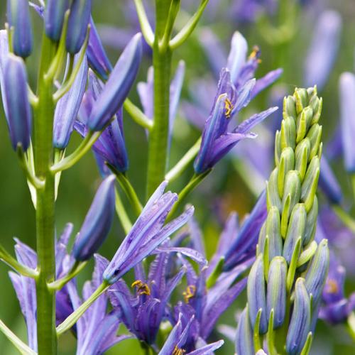 Camassia Quamash