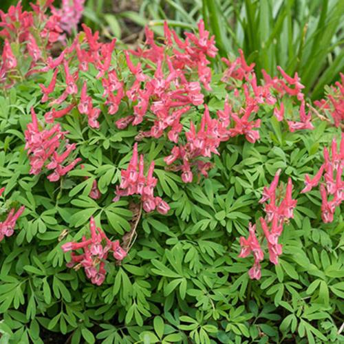 Corydalis Beth Evans