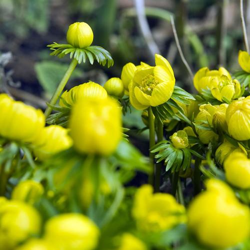 Eranthis hyemalis