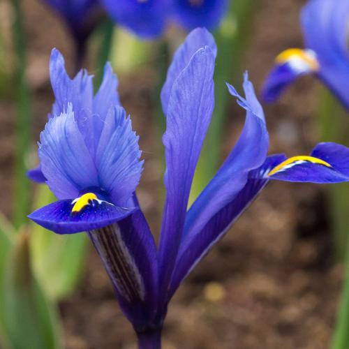 Iris reticulata Harmony