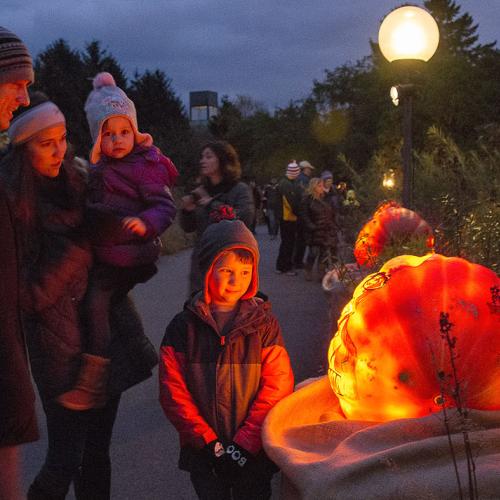 Night of 1,000 Jack-o-Lanterns