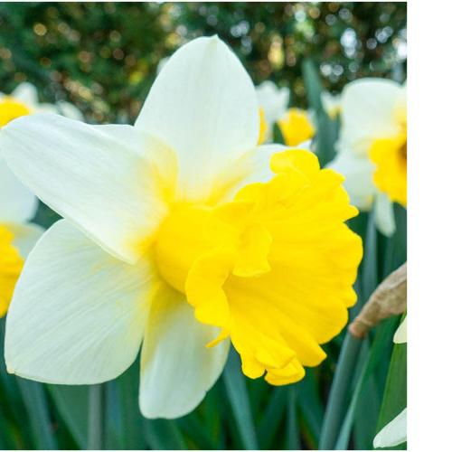 Narcissus goblet