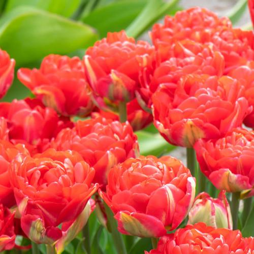 Tulipa Pamplona