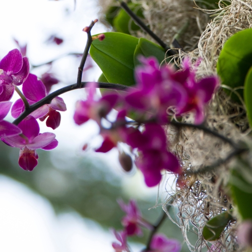 meditation through orchids