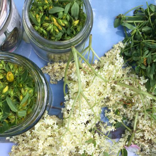 wellness with herbs