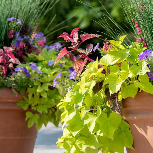 Summer Containers