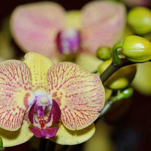 Photography close-up orchid