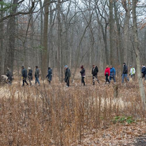 Winter woods walking
