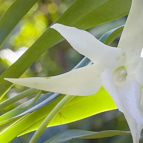 Orchid in a pot