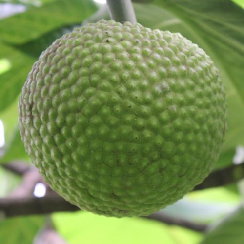 Breadfruit