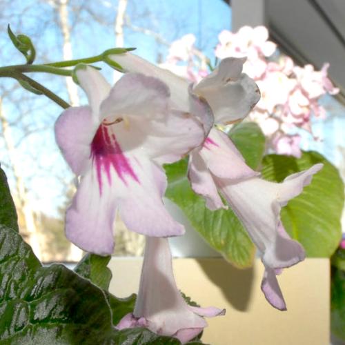 Gesneriad Show & Sale