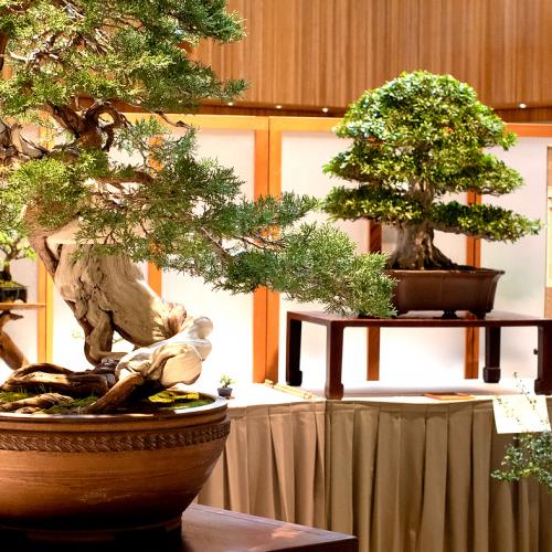 Bonsai Show & Sale