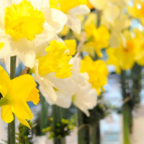 Daffodil Show