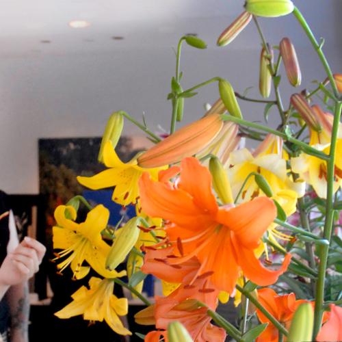 Lily Show
