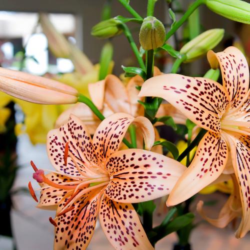 Lily Bulb Sale