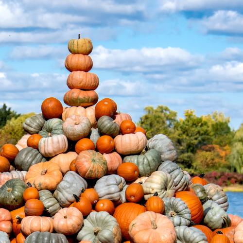 Fall Bulb Festival