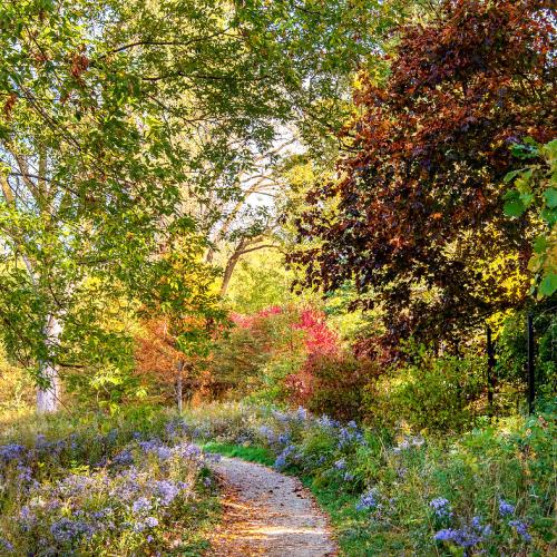 Seasonal Tree Walk Summer