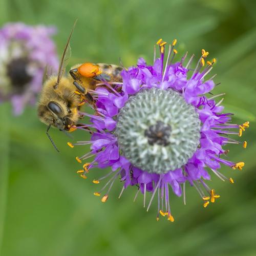 Bee and pollination ecology