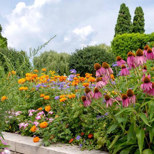 Growing Annuals & Perennials