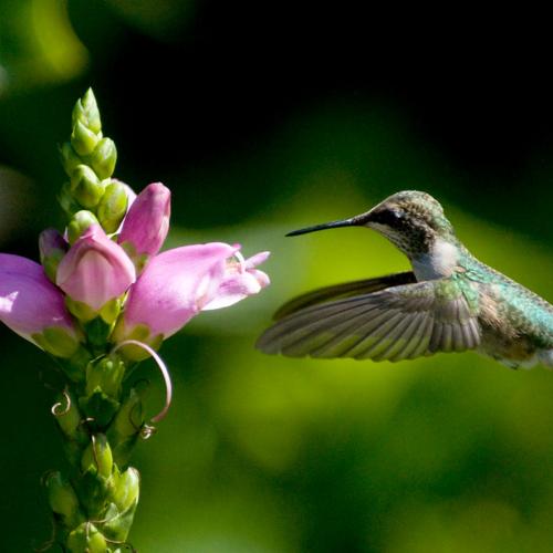 Hummingbird Gardening