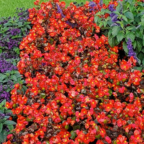 Gardening Techniques