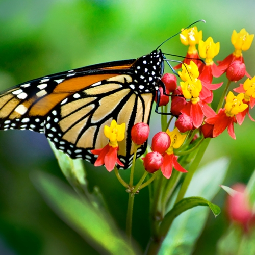 Butterflies & Blooms