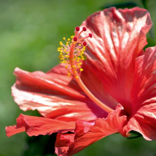 Tales of the Flowers: The Flowers Explore - Gold Mining in Colorado