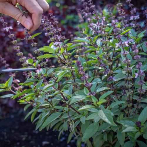 pruning-herbs