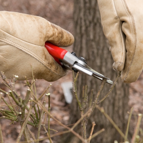 pruning-winter
