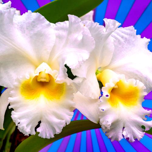 The Orchid Show of Wonders