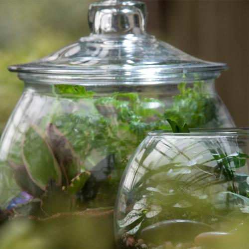Terrarium