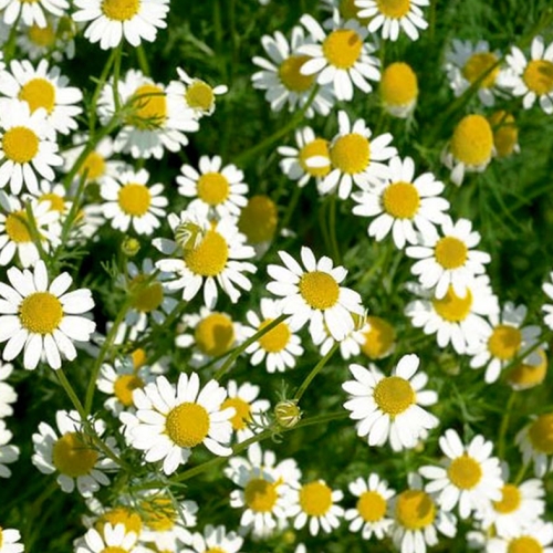 Chamomile
