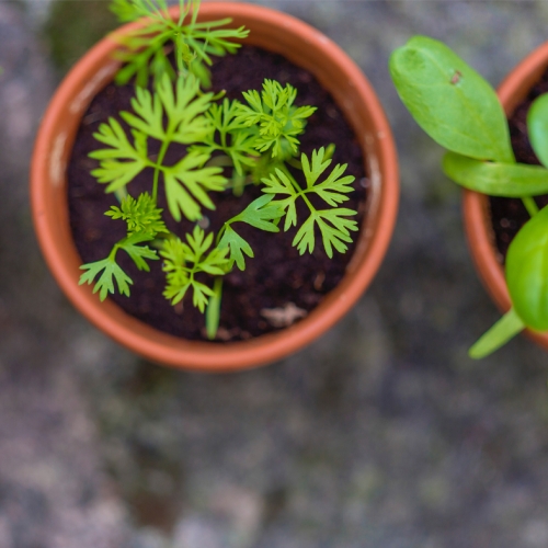 Herbs potted