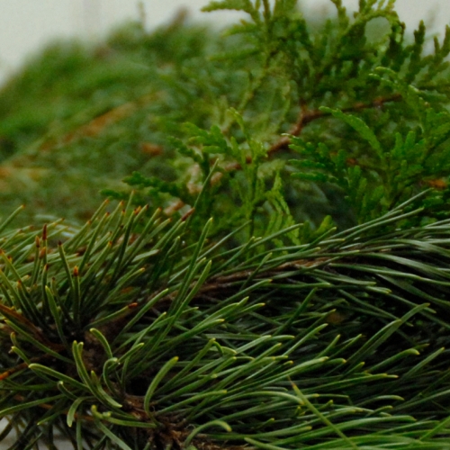 wreath evergreen-sprigs