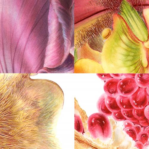 Botanical Arts Certificate Program Chicago Botanic Garden