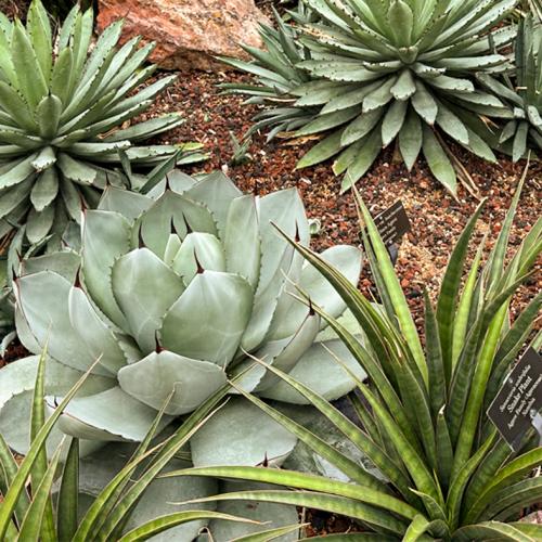 Agave Macrocantha Agavaceae