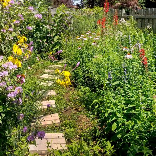 Adult Ed Horticulture Ornamental Plant Certificate Landscaping with Native Plants Copyright Dave Neu