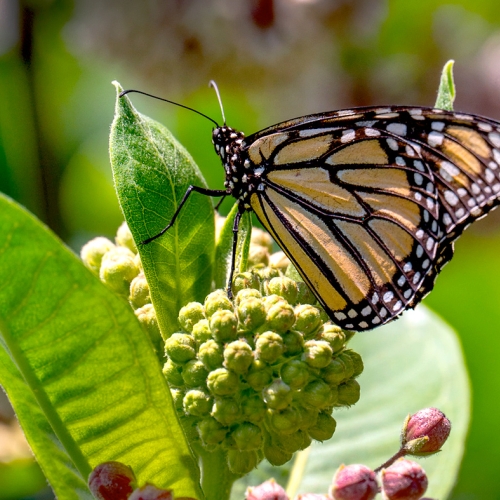 Adult Ed Nature Studies Creating Monarch Butterfly Gardens