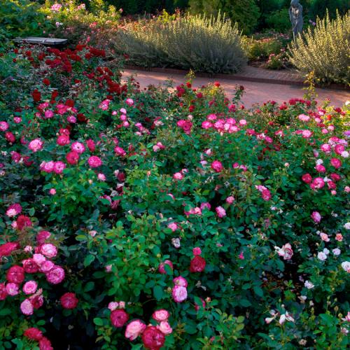 Rose Garden