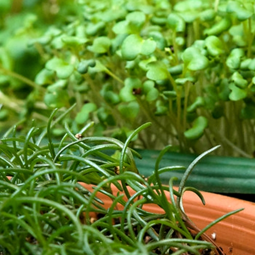 Adult Ed Horticulture Fall ForagingGrowing Salad Indoors