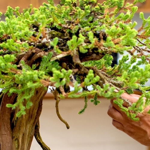 Adult Ed Horticulture Juniper Bonsai Workshop