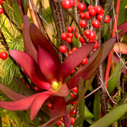 Adult Ed Horticulture Winter Container