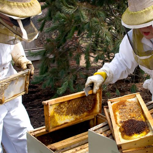 Beekeeping