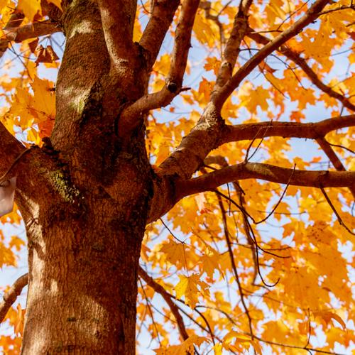 photography_autumn.jpg