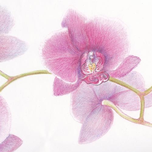 Botanical Arts Certificate Program Chicago Botanic Garden